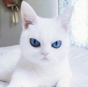 Meet your Posher, Diana